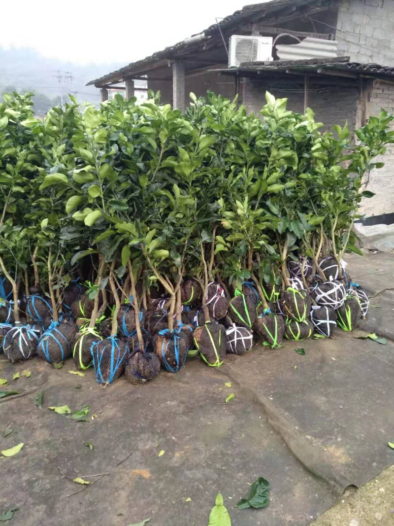 三红蜜柚苗2.5-4cm土球）三红柚子结果树苗