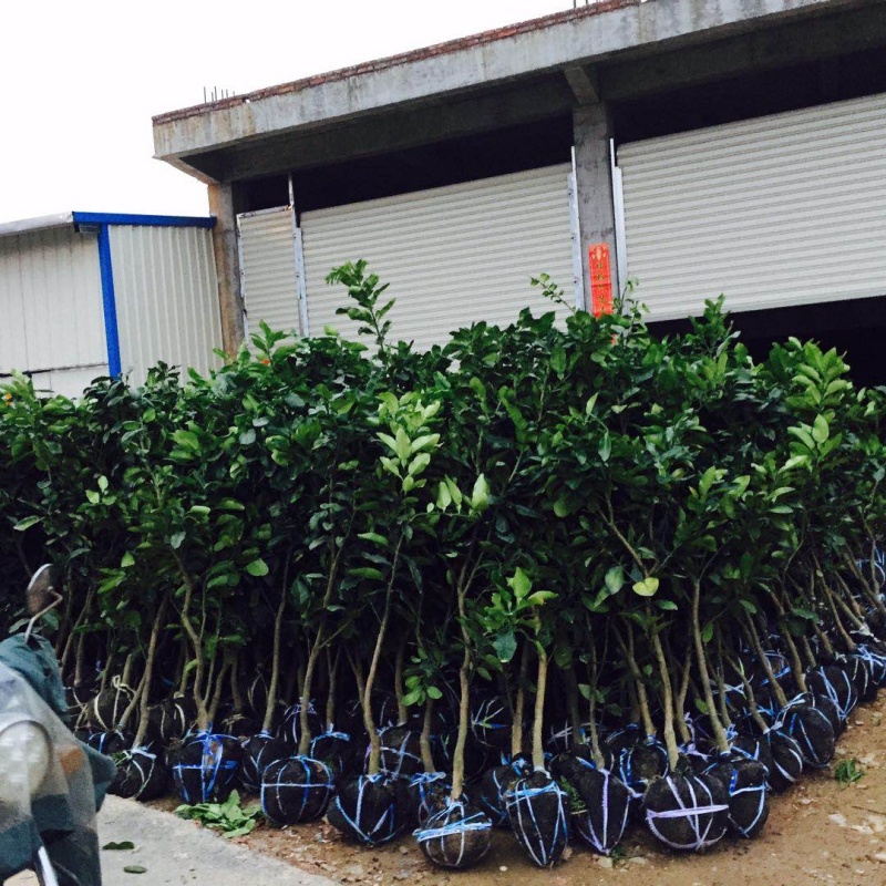 三红蜜柚苗2.5-4cm土球）三红柚子结果树苗