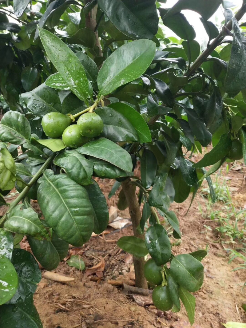 三红蜜柚苗2.5-4cm土球）三红柚子结果树苗