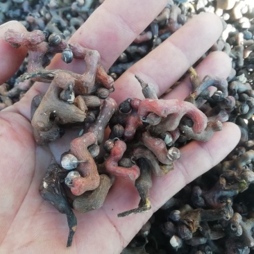 拐枣万寿果鸡爪梨一百斤包邮