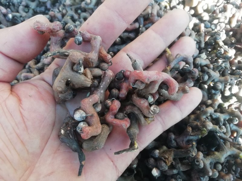 拐枣万寿果鸡爪梨一百斤包邮