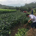 三红蜜柚苗2年苗精品三红蜜柚苗