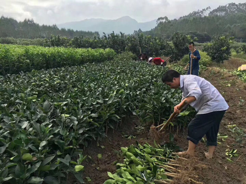 三红蜜柚苗2年苗精品三红蜜柚苗