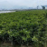三红蜜柚苗2年苗精品三红蜜柚苗