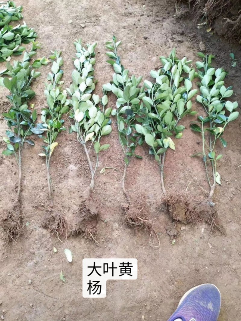 冬青树苗大叶黄杨小苗冬青苗庭院绿篱围墙里四季常青绿化树苗