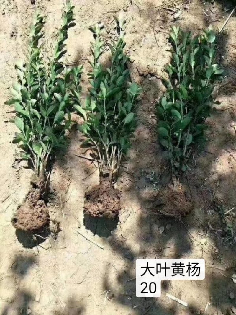 冬青树苗大叶黄杨小苗冬青苗庭院绿篱围墙里四季常青绿化树苗