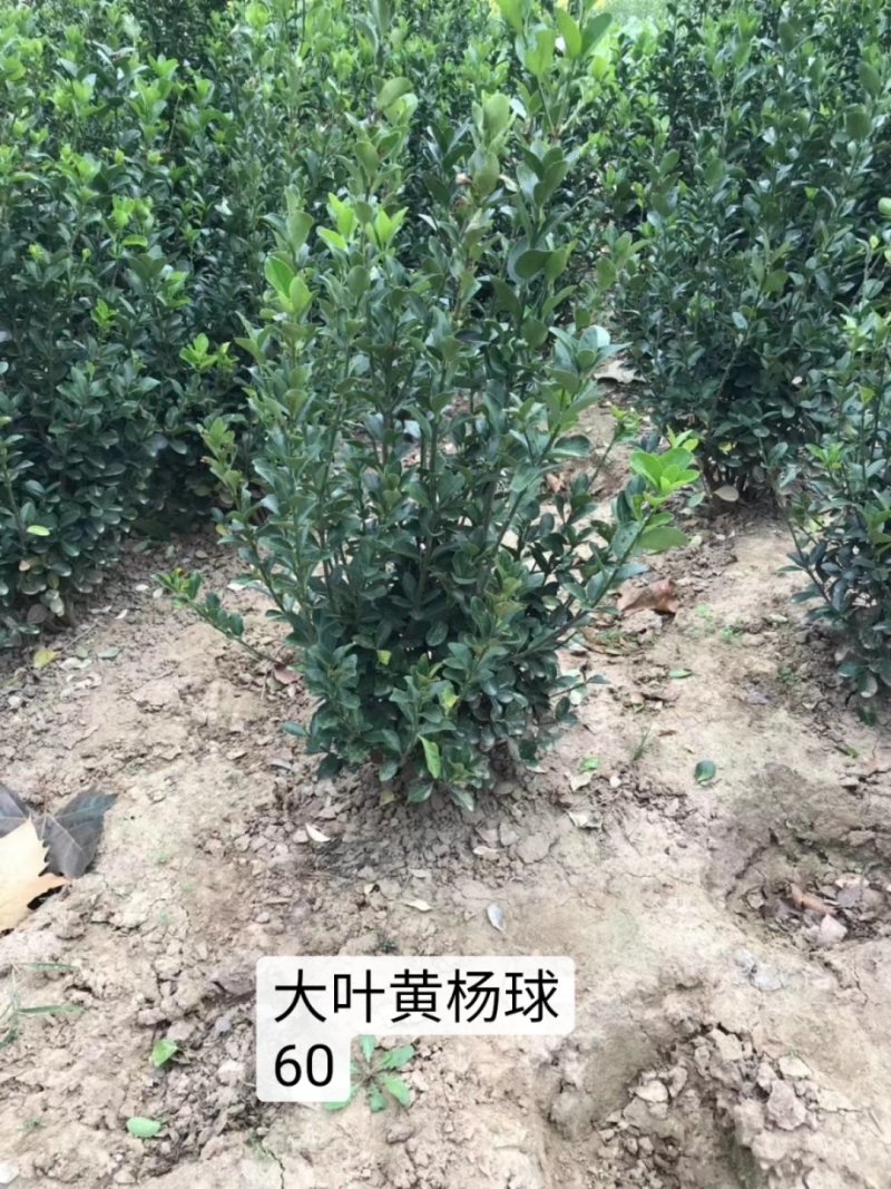 冬青树苗大叶黄杨小苗冬青苗庭院绿篱围墙里四季常青绿化树苗