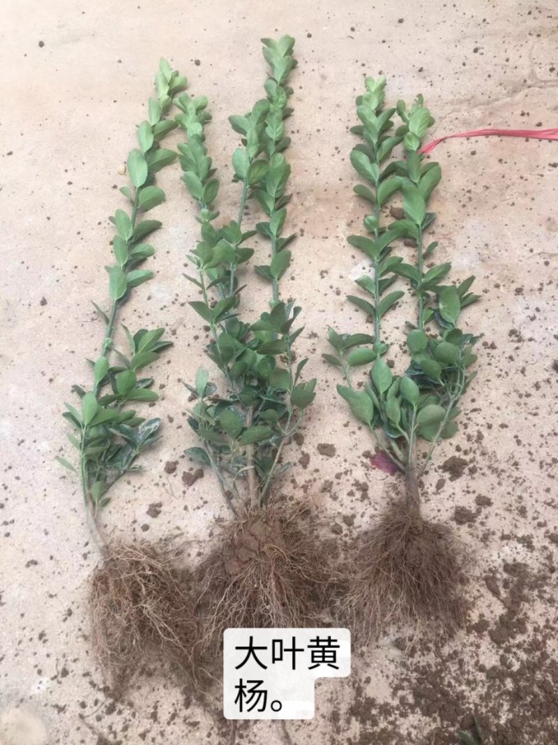 冬青树苗大叶黄杨小苗冬青苗庭院绿篱围墙里四季常青绿化树苗