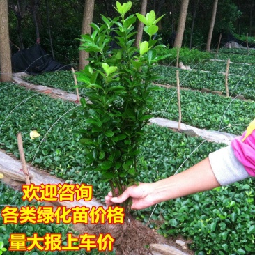 冬青树苗大叶黄杨小苗冬青苗庭院绿篱围墙里四季常青绿化树苗