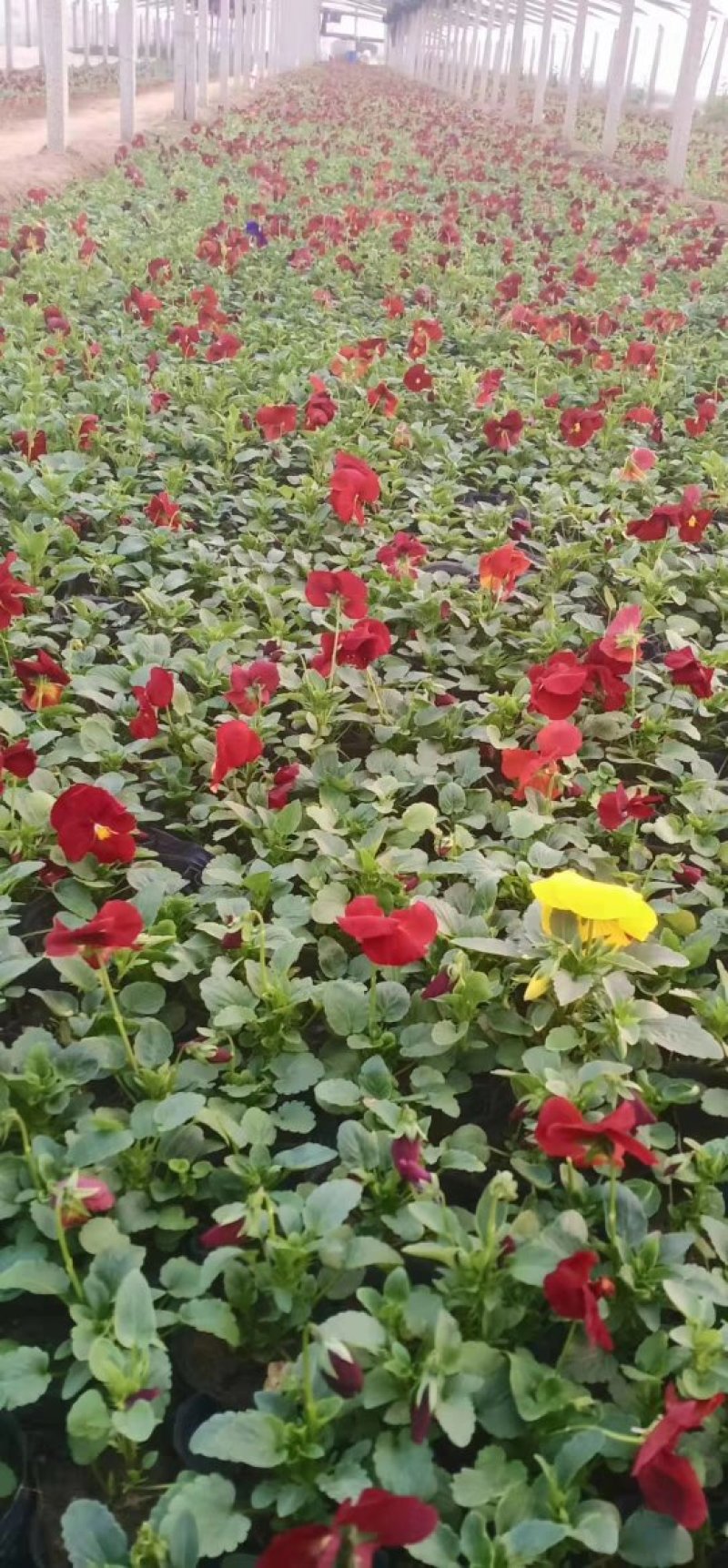瓜子黄杨草花宿根植物水生植物大量上市，欢迎各位老板前来合