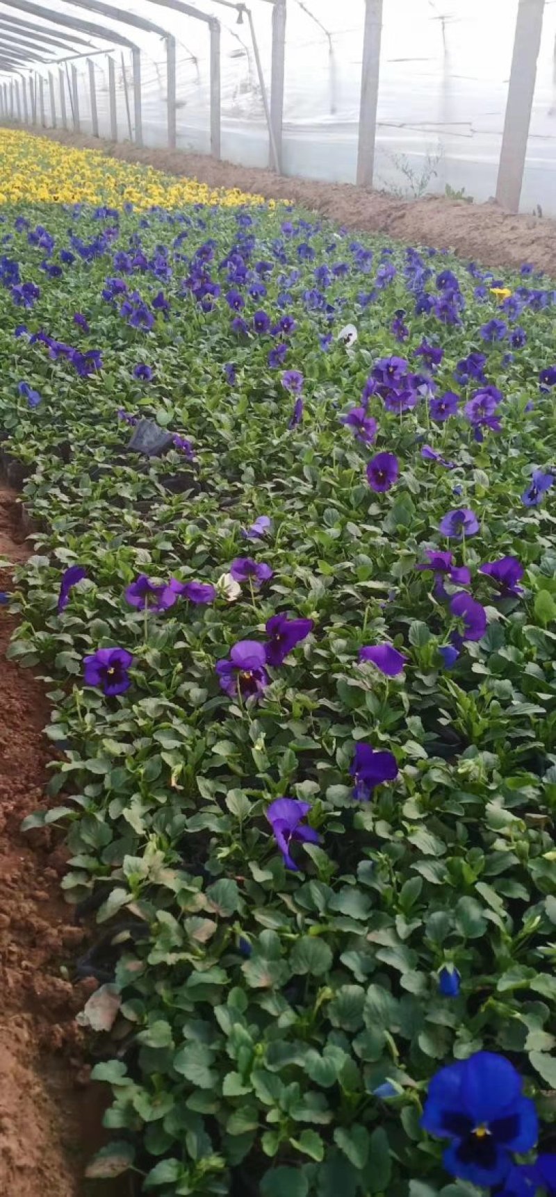 瓜子黄杨草花宿根植物水生植物大量上市，欢迎各位老板前来合
