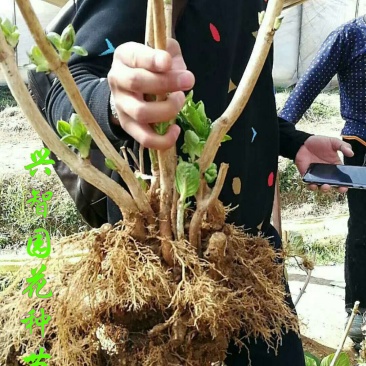 八仙花种苗(绣球花苗)两至三年苗适合种植盆栽绿化工程