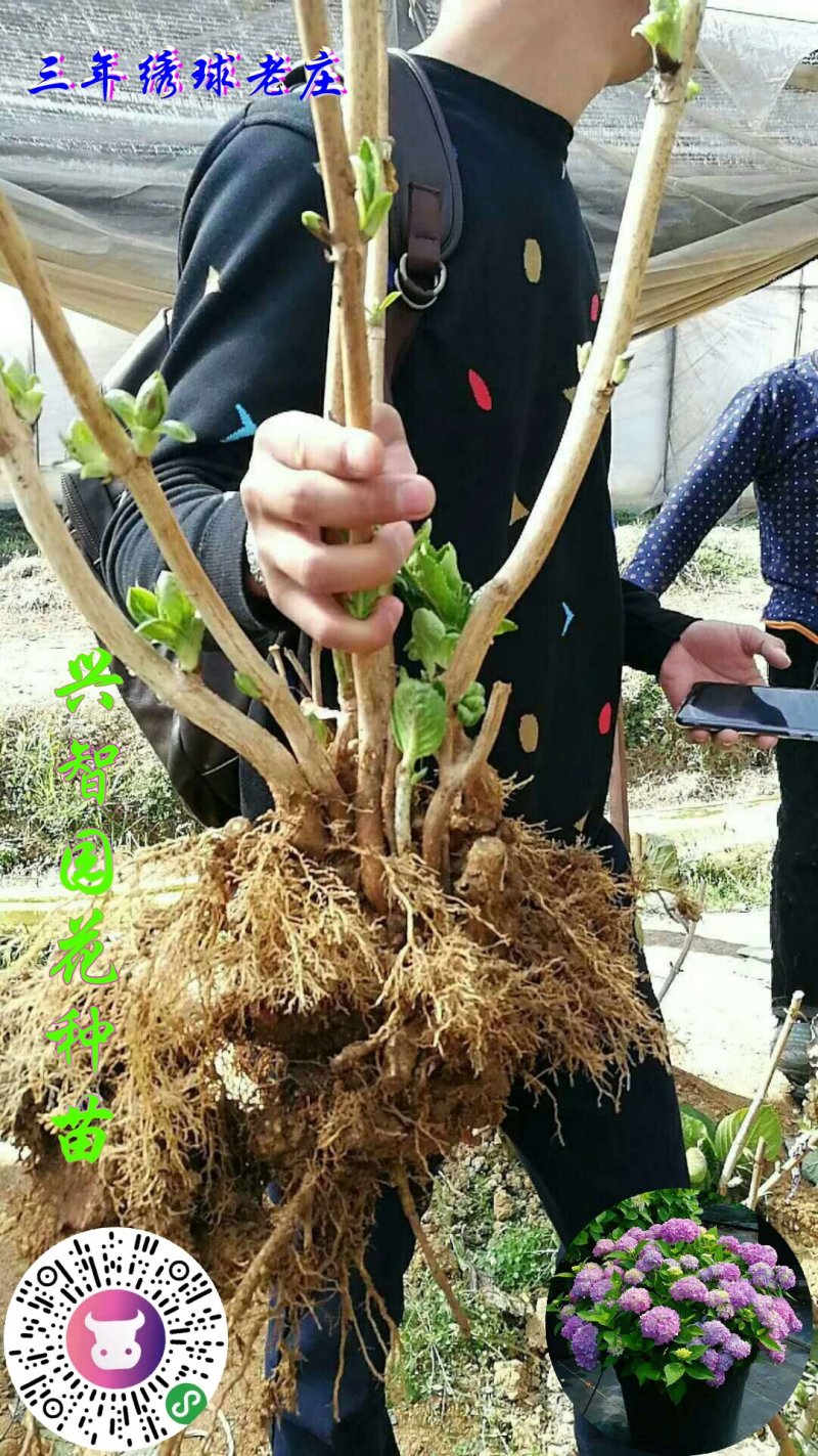 八仙花种苗(绣球花苗)两至三年苗适合种植盆栽绿化工程
