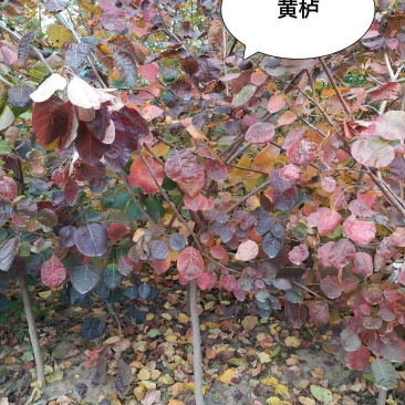 供应，黄栌2-10公分