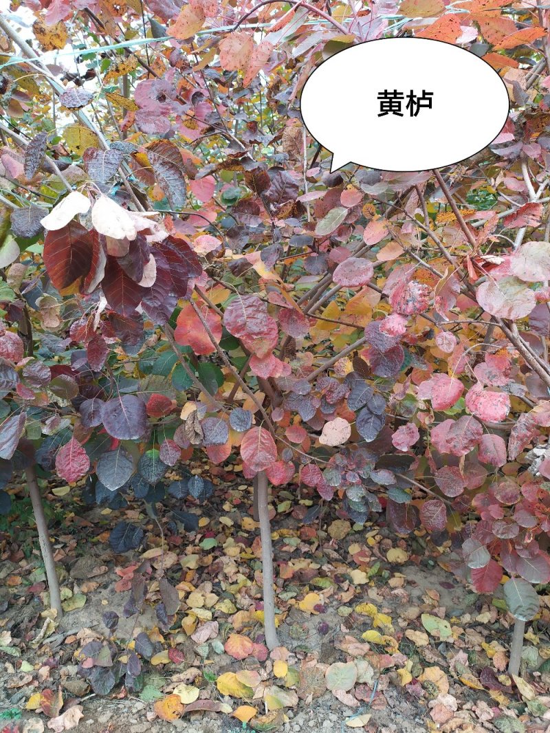 供应，黄栌2-10公分