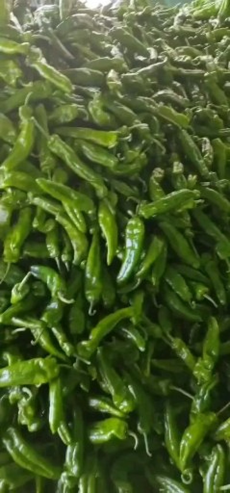 河南商丘辣椒鲜辣椒苏椒线椒一手货源，欢迎砸单，