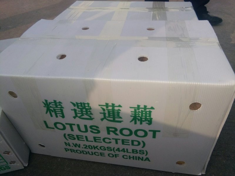 精品真空包装藕