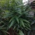 黄精种苗姜型多花四季不倒苗甜黄精，块茎苗产量高成活率好。