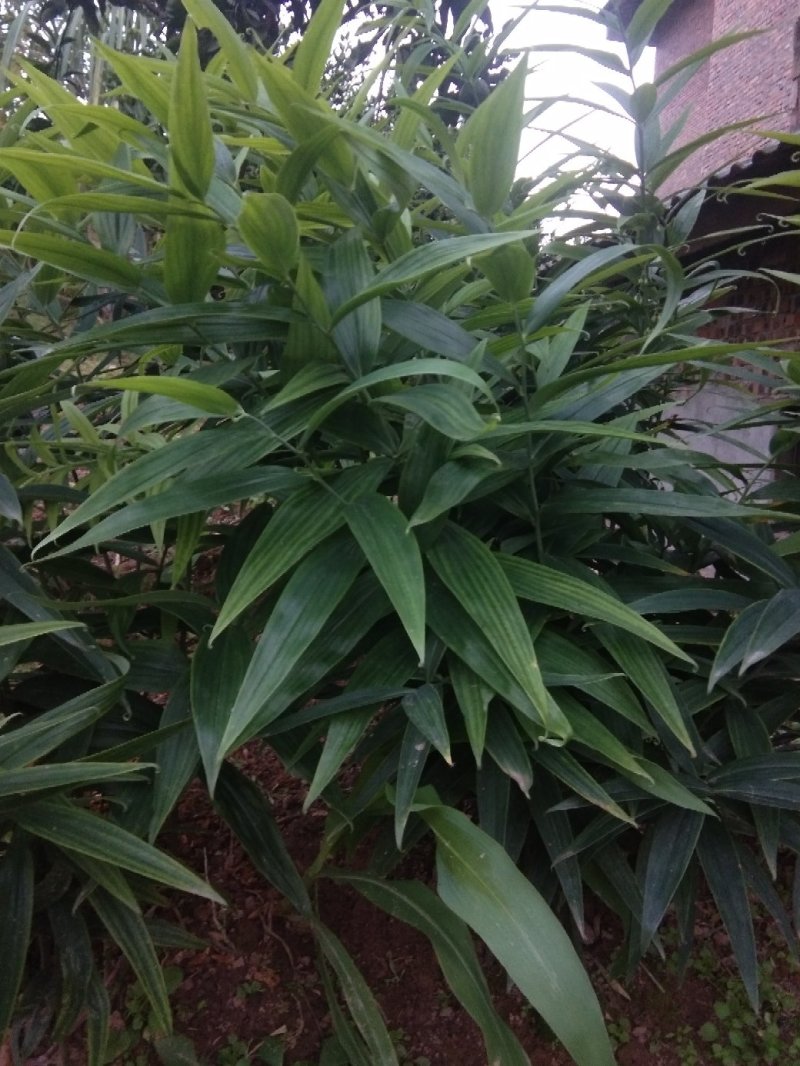 黄精种苗姜型多花四季不倒苗甜黄精，块茎苗产量高成活率好。