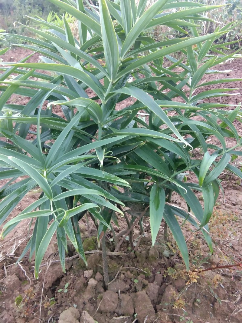 黄精种苗姜型多花四季不倒苗甜黄精，块茎苗产量高成活率好。