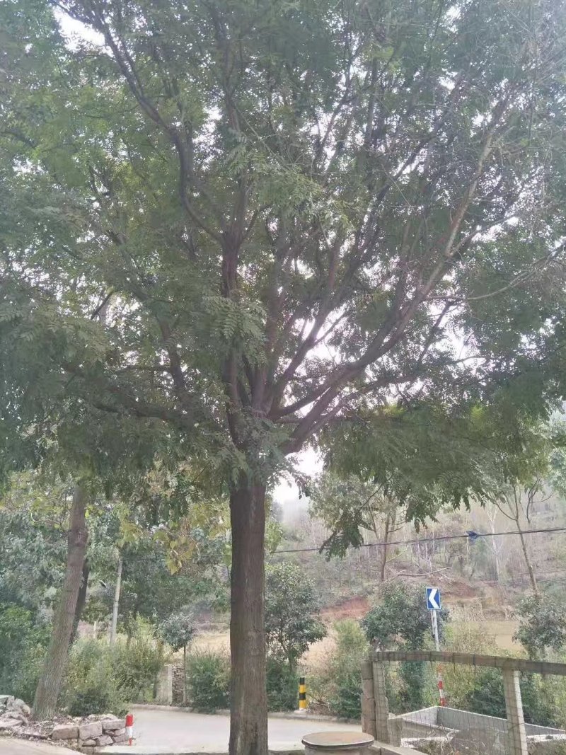 优质国槐8-40公分速生国槐各种规格货源足质量保障诚信