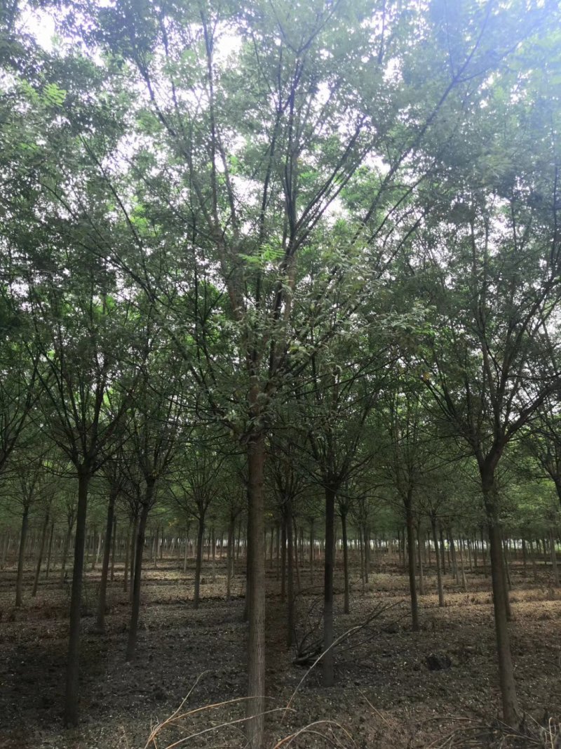 优质国槐8-40公分速生国槐各种规格货源足质量保障诚信