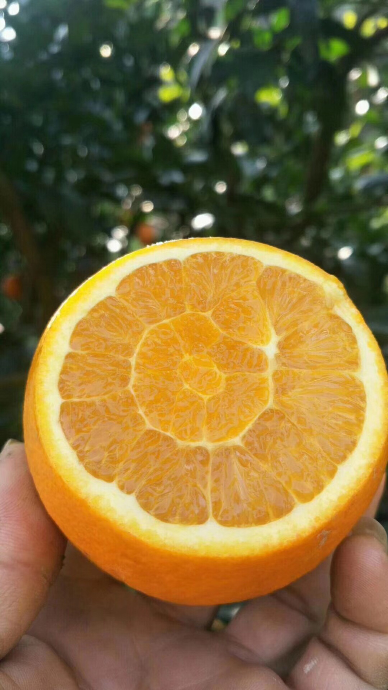 九月红橙可视频在线看货，支持线上保障交易