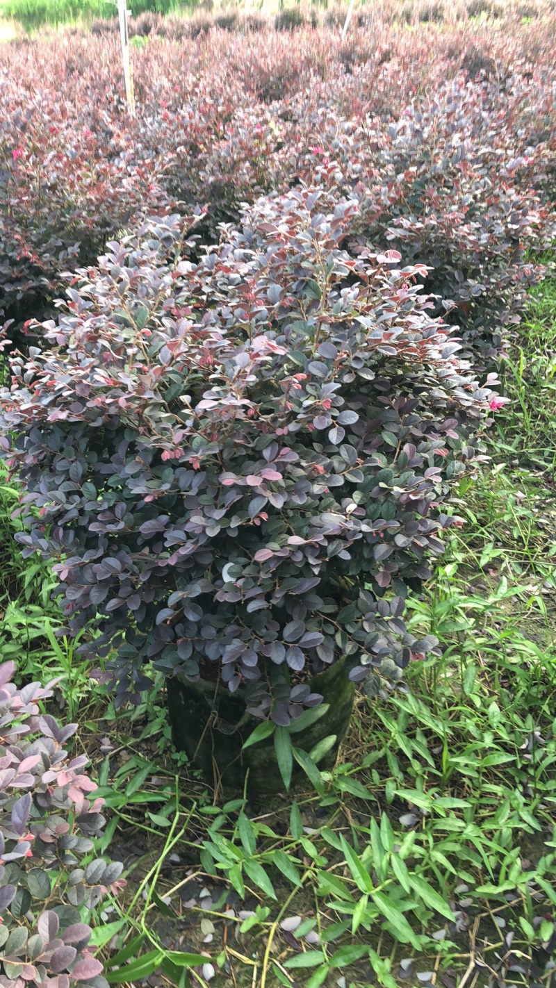 红继木