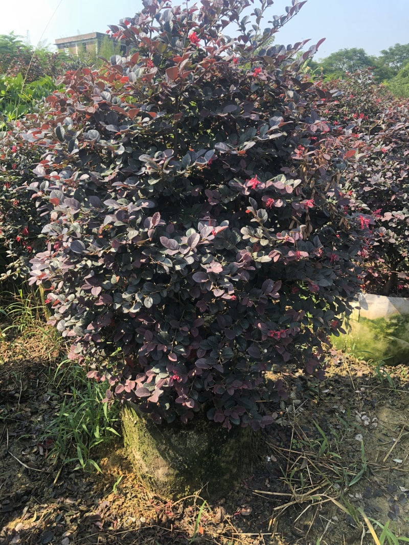 红继木