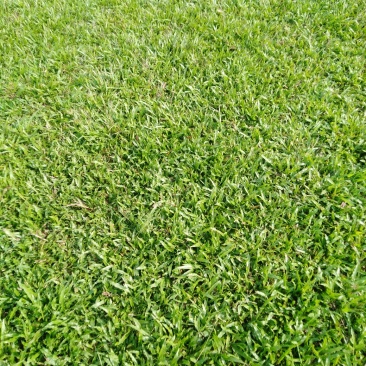 场地直销大叶油草皮。