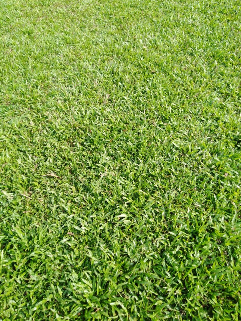 场地直销大叶油草皮。