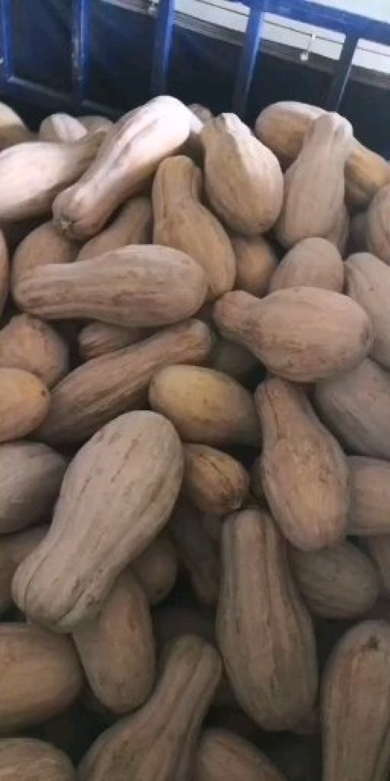 密本老南瓜
