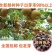 果树种梨树种子梨籽人们喜爱的水果四季可播