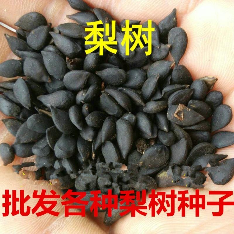 果树种梨树种子梨籽人们喜爱的水果四季可播