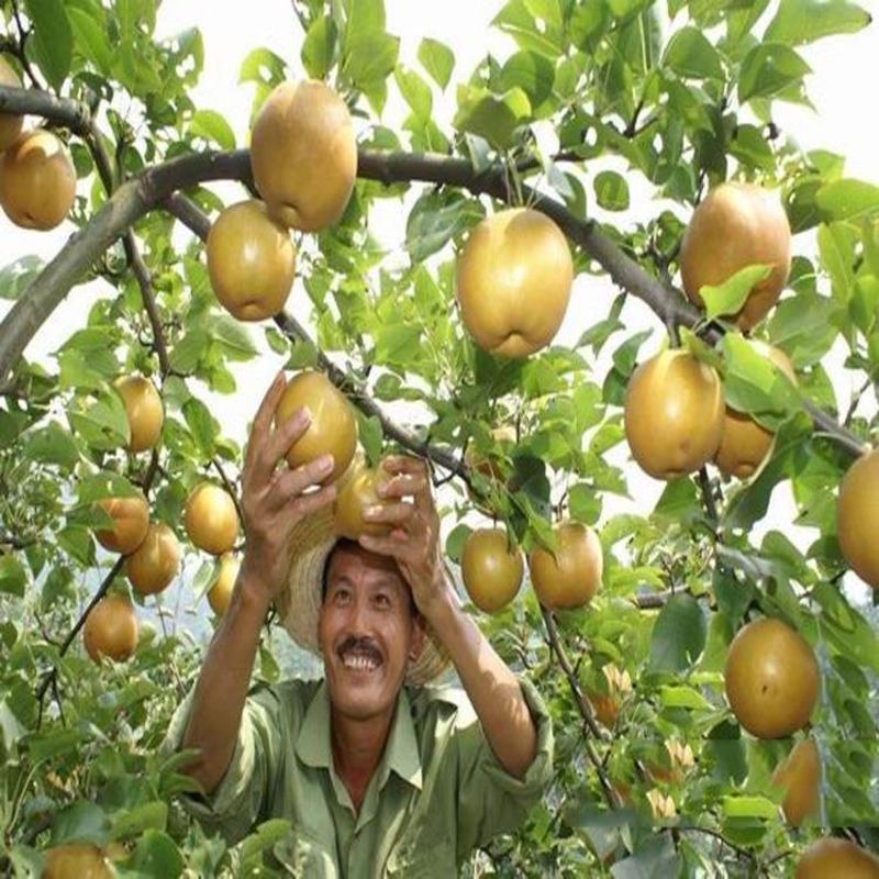果树种梨树种子梨籽人们喜爱的水果四季可播