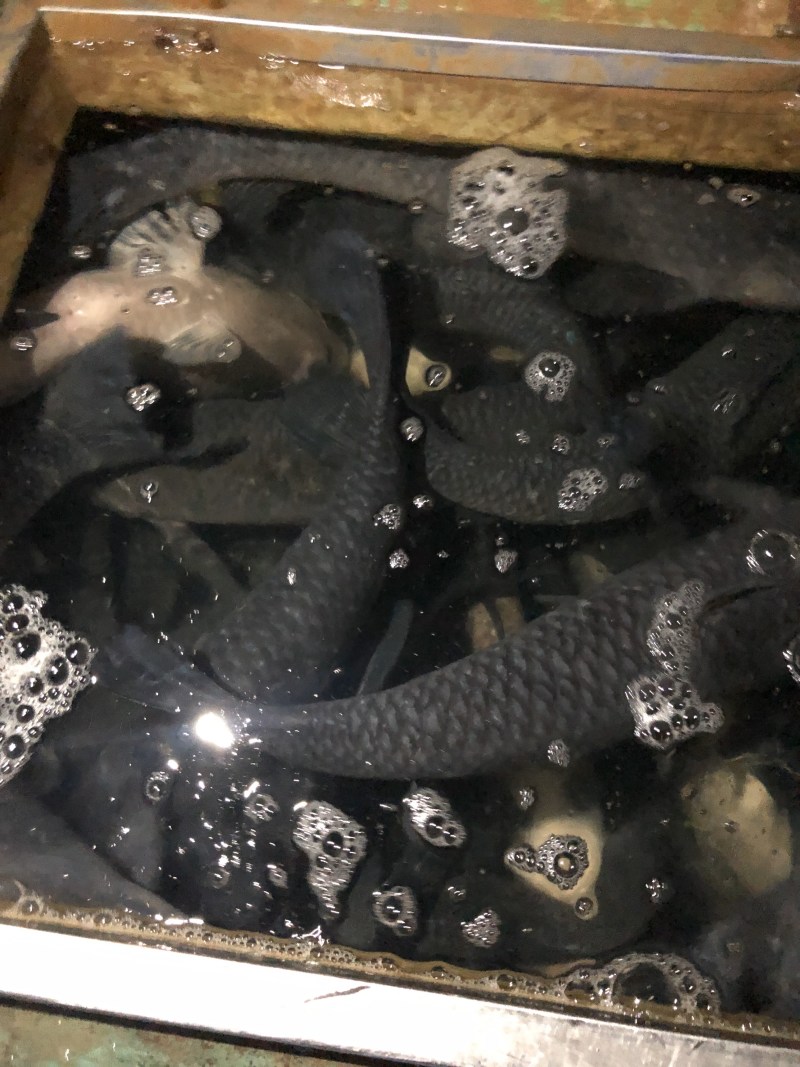 青鱼