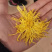 金丝皇菊