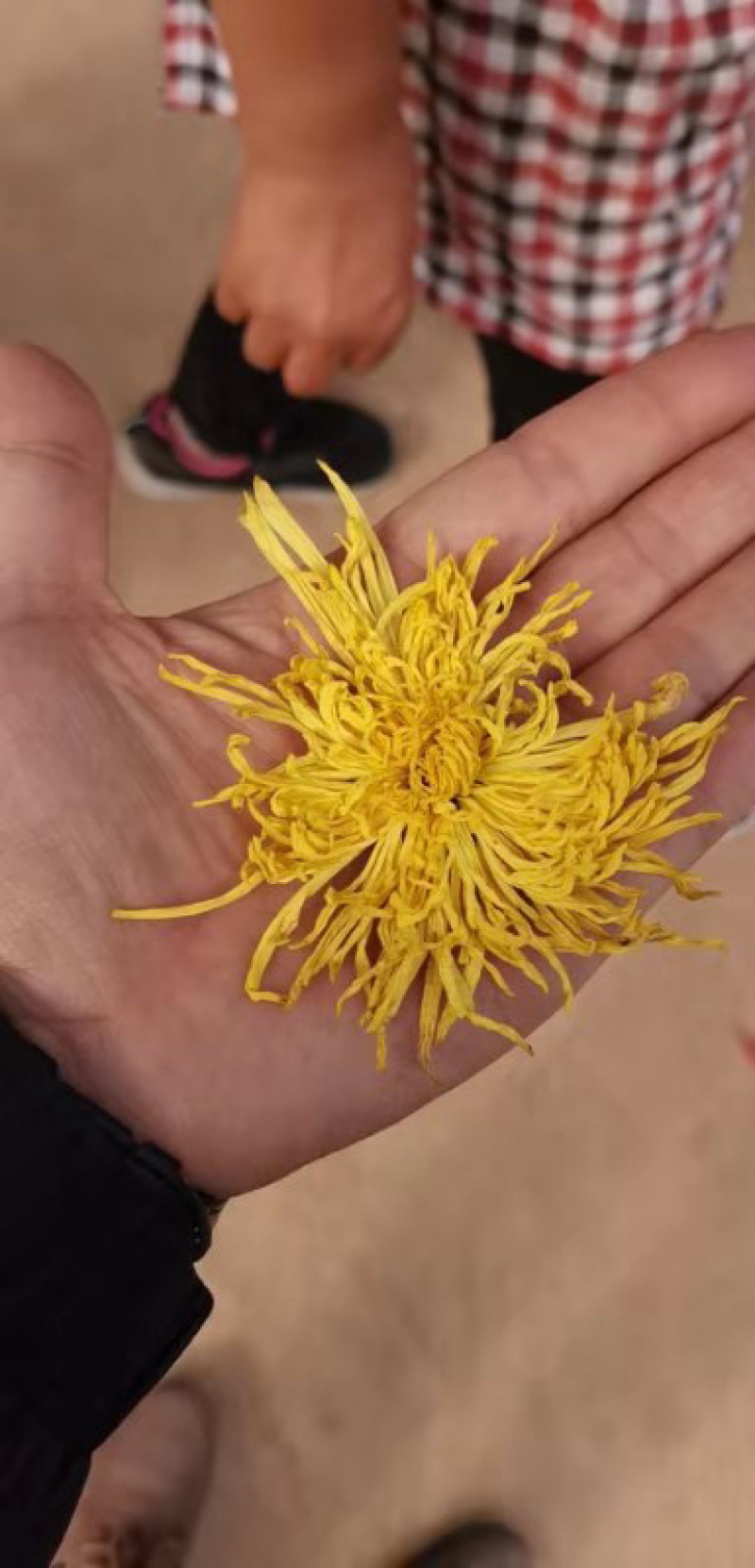 金丝皇菊
