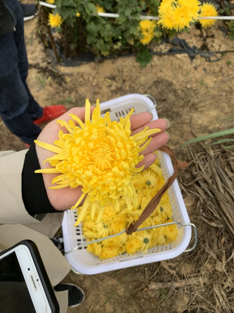 金丝皇菊