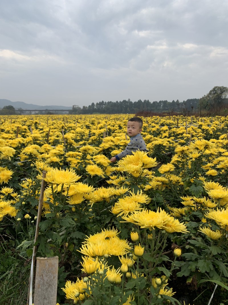 金丝皇菊