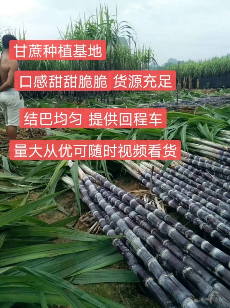广西甘蔗黑皮甘蔗种植基地对接超市电商一级市场货源充足