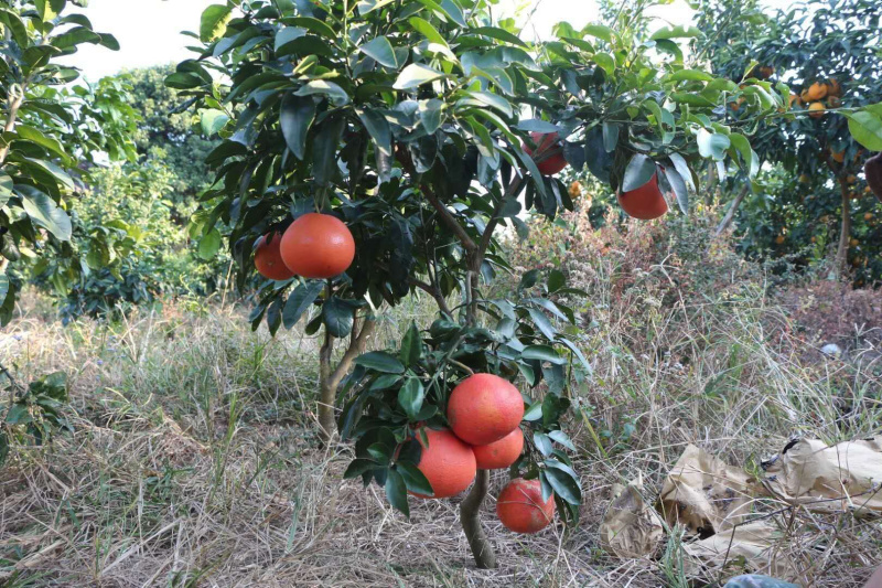 泰国红宝石青柚枝条、泰国红宝石柚子枝条
