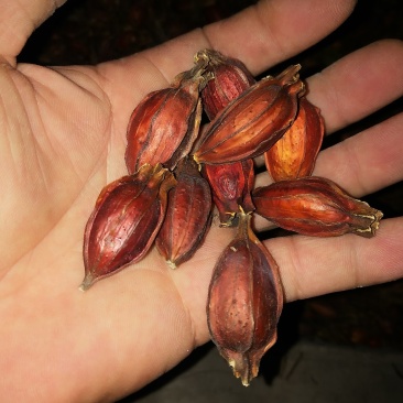 药用栀子全干无霉变量大欢迎咨询