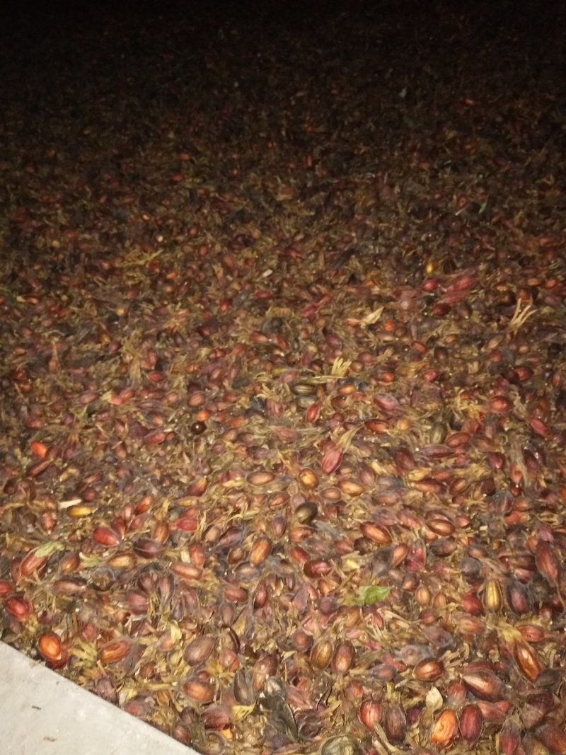 药用栀子全干无霉变量大欢迎咨询
