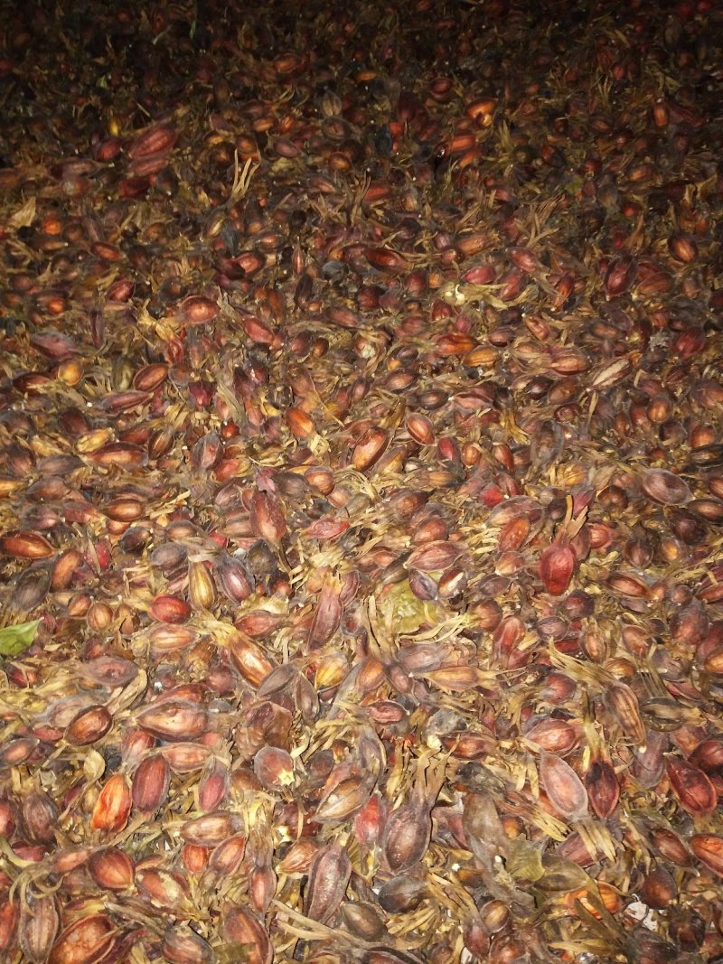 药用栀子全干无霉变量大欢迎咨询