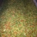 药用栀子全干无霉变量大欢迎咨询