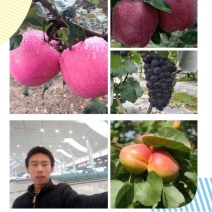 甘肃天水红富士苹果产地供货