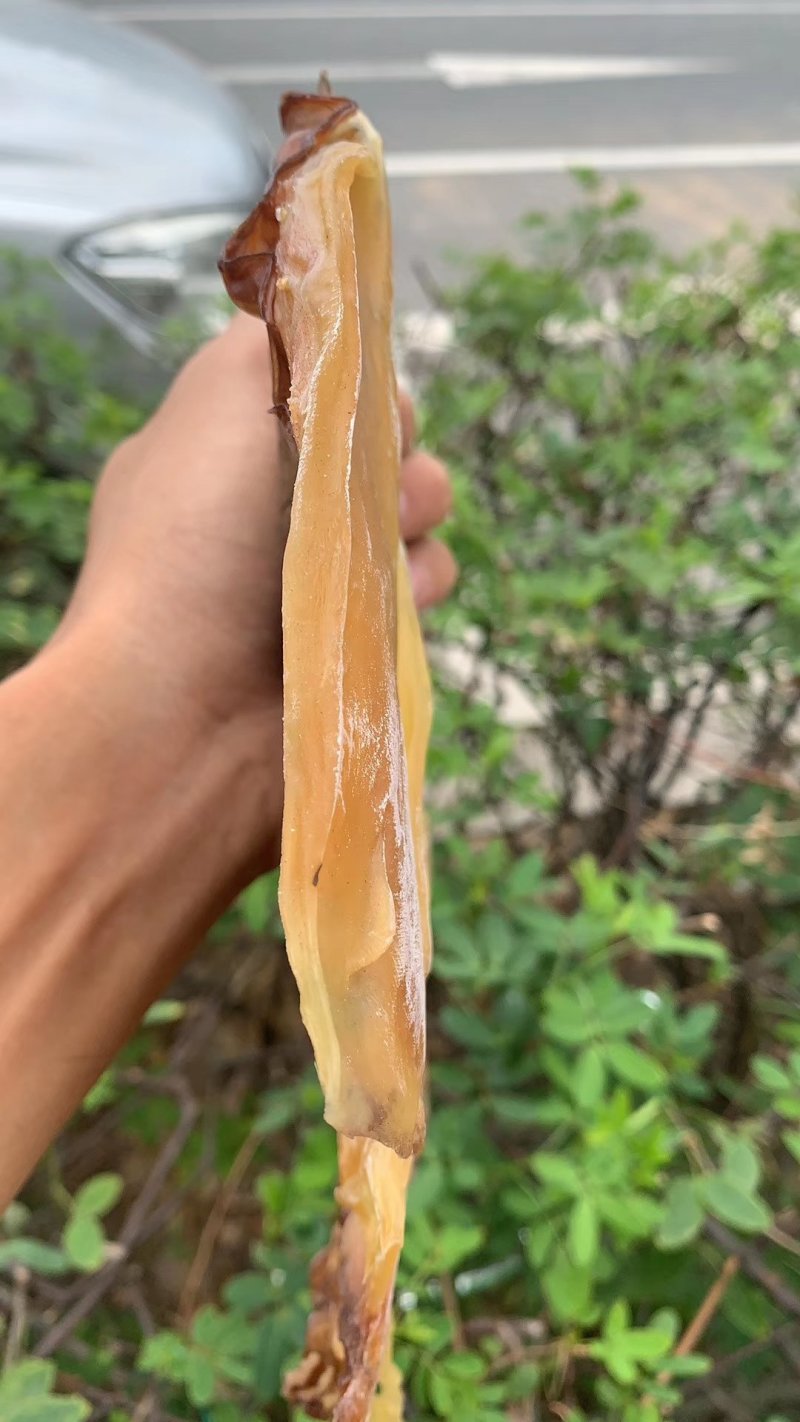 新鲜墨鱼干滋味鲜美煲汤烹饪
