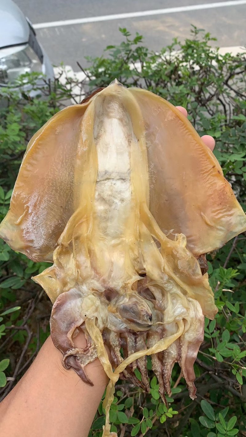 新鲜墨鱼干滋味鲜美煲汤烹饪