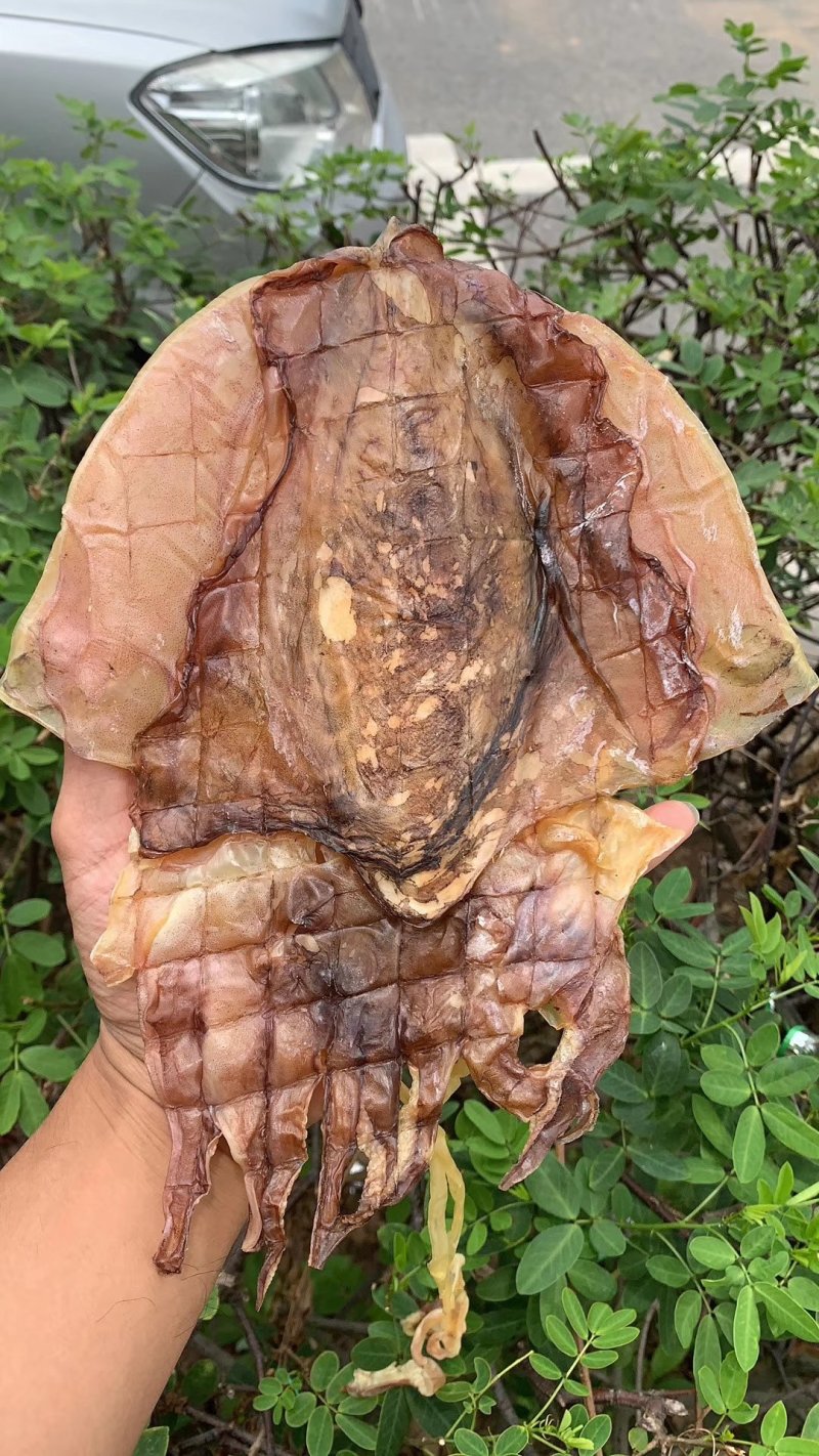 新鲜墨鱼干滋味鲜美煲汤烹饪
